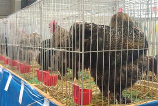 28 Krajowa Wystawa Zwierząt Hodowlanych