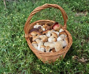 Wysyp grzybów w woj. świętokrzyskim. „Rosną jak na drożdżach”