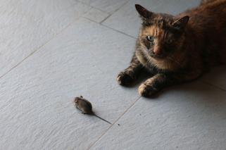 Sposoby na myszy w domu - jak się ich pozbyć