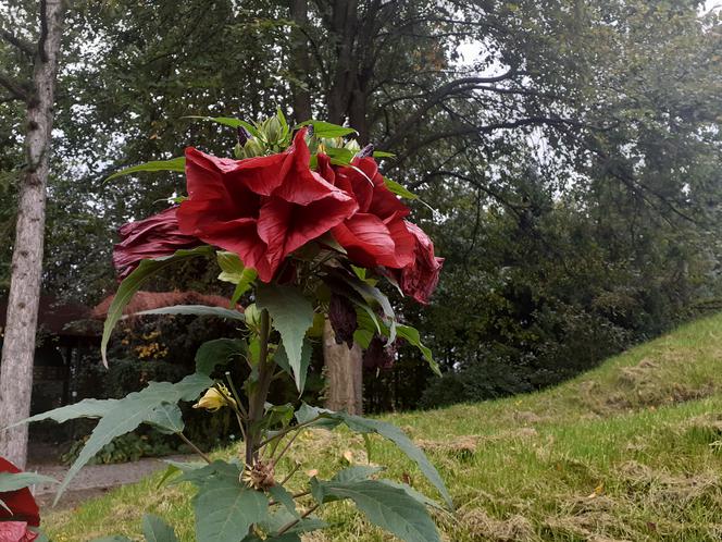 Arboretum Bolestraszyce