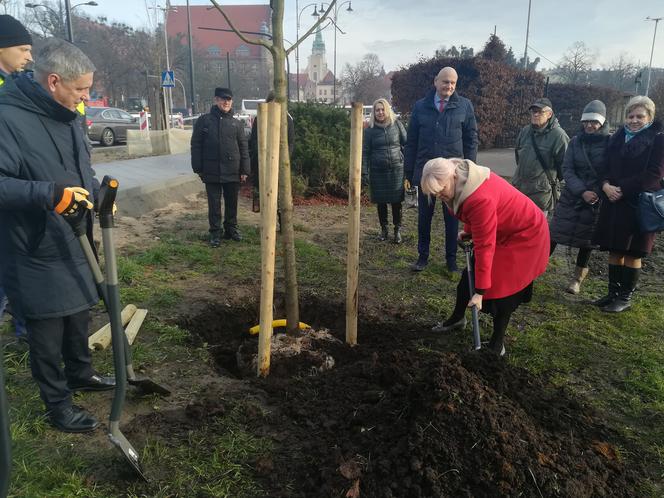 Za nami duża akcja sadzenia drzew w Toruniu. Pojawi się też 5 tysięcy krzewów!