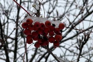 Pierwszy śnieg w Poznaniu w 2023 roku! Zobaczcie, jak wygląda Poznań w niedzielę 19 listopada