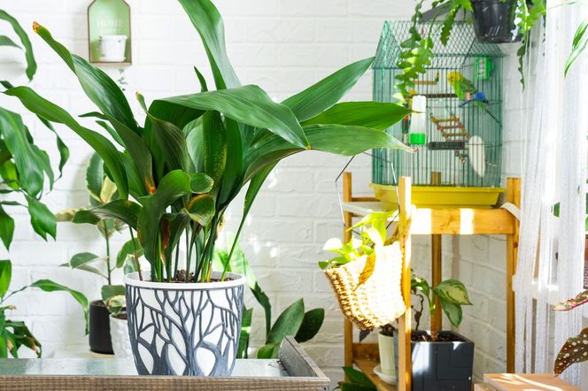 Nazywają ją żelazną rośliną. Ta roślina znakomicie sprawdzi się, jeśli nie masz ręki do kwiatów!