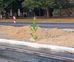 W centrum Szczecina wyrosła dorodna... kukurydza!