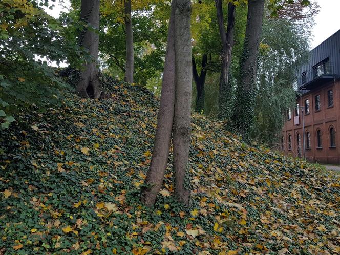 Jesień w Lesznie w najładniejszych kolorach. Najlepszy moment na spacer i fotki 