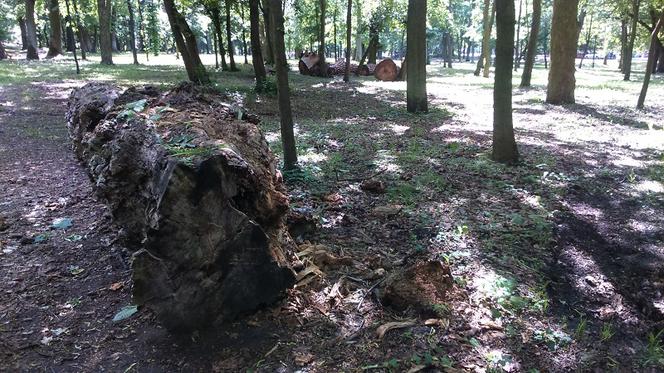 Park Tysiąclecia w Toruniu czekają spore zmiany