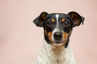 Ruszyła akcja „Psia kość”. Uniwersytet Łódzki zbiera dary dla potrzebujących zwierząt