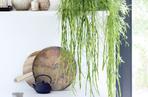 Rhipsalis