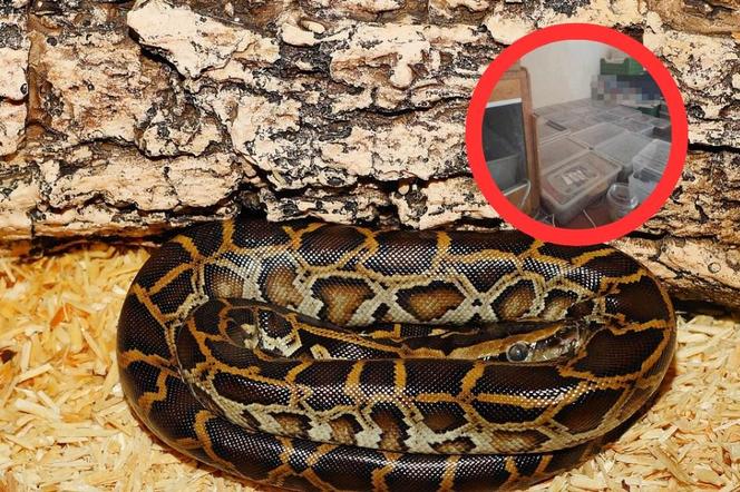 Węże i jaszczurki w jednym z mieszkań w Bytomiu. Właściciel odpowie za znęcanie się nad zwierzętami 