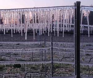 Ogromne straty rolników i sadowników. Kwietniowe mrozy zniszczyły całe plantacje. „To był kataklizm”