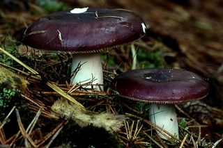 Grzyby w kujawsko-pomorskim