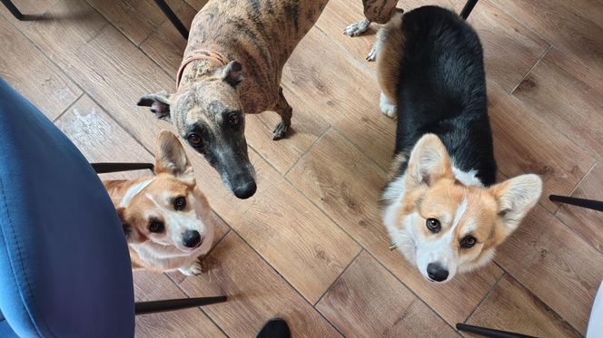 Pierwsza w Polsce kawiarnia z psami Corgi