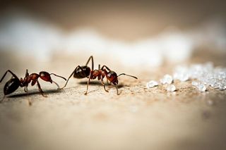 Mrówki w domu? Sprawdź, co je przyciąga i jak się ich pozbyć! Te 2 sposoby działają cuda!