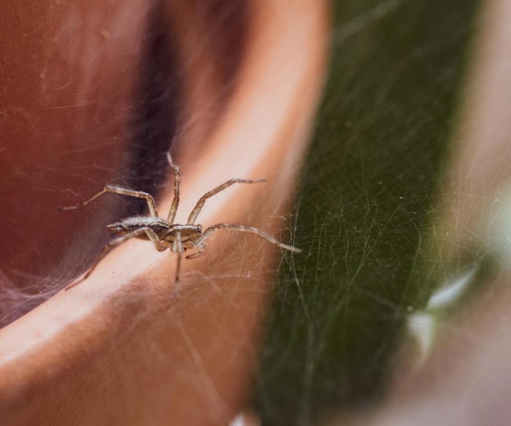 Sposób na pozbycie się pająków z domu