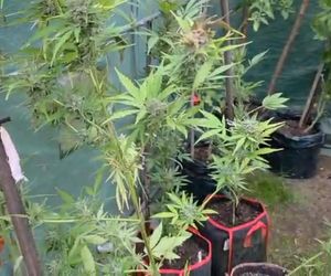 Działkowiec z Piaseczna obok pomidorów sadził marihuanę. Plantacja w rękach policji