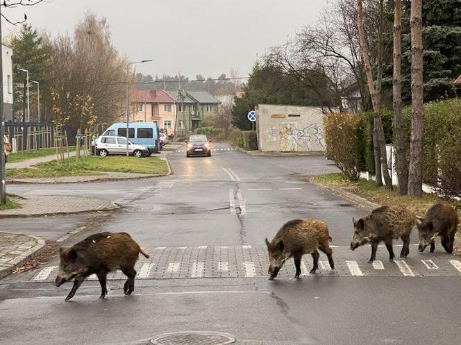 Trwa okres lęgowy dzików! Gdzie je spotkamy w Bydgoszczy? Dlaczego wychodzą na ulice?