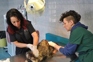 200 KLESZCZY JENOTA.