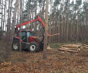 ​Wycinają sosny na ulicy Geodetów w Lesznie. Co tam powstanie? 