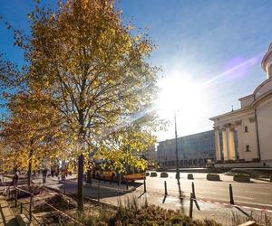 Warszawa zazielenia betonowy plac. Drzewami z Niemiec. Po 14 tys. zł za sztukę 