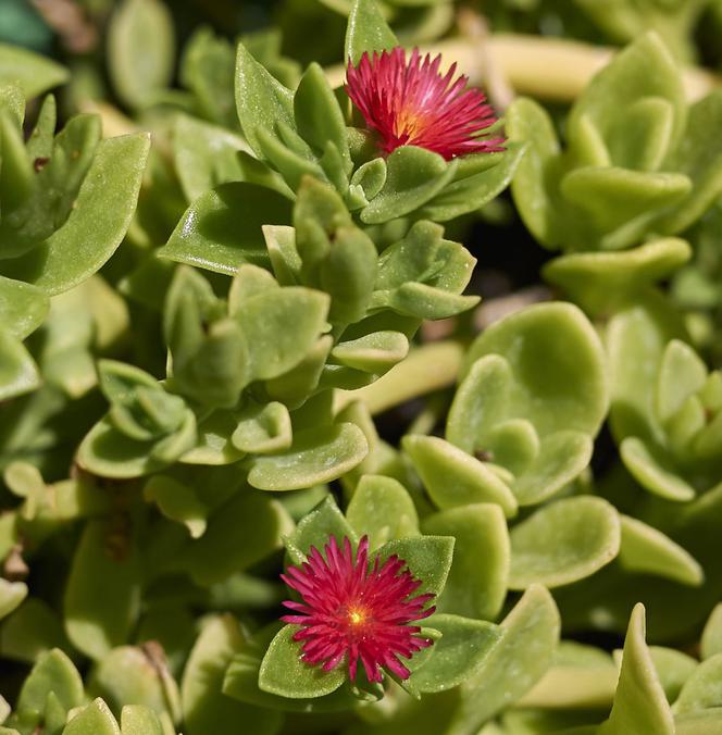 Aptenia sercolistna - Aptenia cordifolia