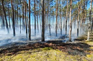 Pożar w Puszczy Noteckiej