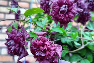 Clematis 'Purpurea Plena Elegans'