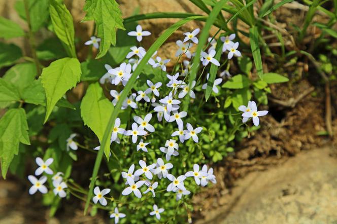 Houstonia błękitna - Houstonia caerulea = Hedyotis caerulea