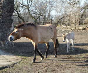  Warszawskie zoo ma nowego mieszkańca. To trzecie dziecko Primy i Larsa