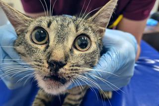 Podczas libacji wyrzucił kota z piątego piętra. Wolontariusze z Ekostraży apelują o pomoc 