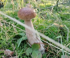 Grzyby w świętokrzyskim