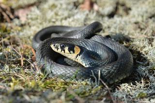 Wąż w ogrodzie - czy węże w ogrodzie są niebezpieczne i co zrobić, gdy pojawią się w naszej trawie