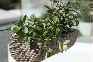 Donice na taras i na balkon - JYSK