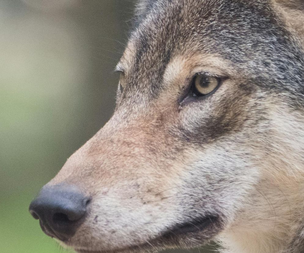 Wilki pojawiły się w okolicach Lublina