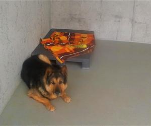 Dzień Psa w szczecińskim schronisku