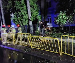 W Samborcu konar drzewa spadł na samochód. Jedna osoba ranna