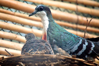 Ptaki we wrocławskim zoo poczuły wiosnę
