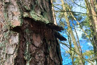 Sosna kołnierzykowata