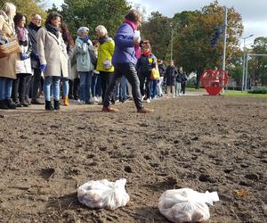 Nie tylko żonkile. Tysiące cebulek kwiatowych posadzono dziś na Polu Nadziei w Lesznie