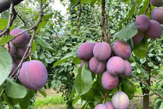 Aneta i Krzysztof Grochowscy