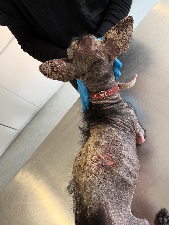 Studentka prawa nie pomogła psu