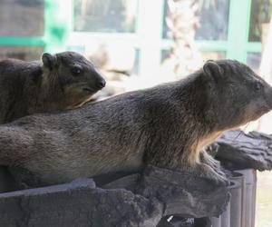 Góralki skalne w Warszawskim ZOO