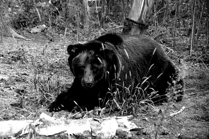 Żałoba w poznańskim ZOO. Nie żyje Ewka. Dałaś nam piękny obraz wiary w człowieka