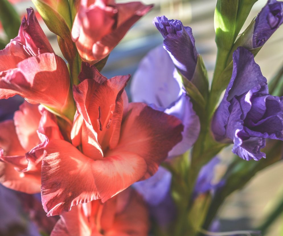 Życzenia imieninowe