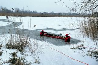 Strażacy uratowali sarnę pod którą załamał się lód