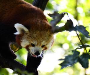 Cud narodzin w poznańskim zoo! Czekali na to ponad 20 lat