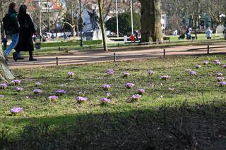 Krokusy w Szczecinie Wiosna 2024