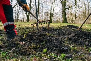 Tej wiosny poznańscy ogrodnicy posadzą setki nowych drzew w miejskich parkach oraz przy drogach