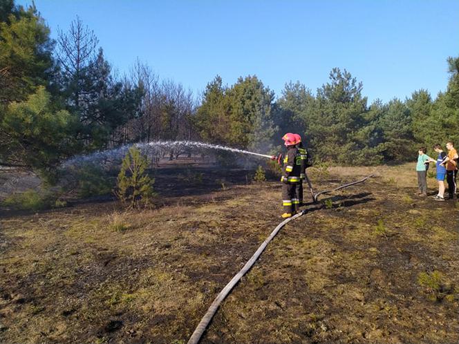 Groźny pożar lasu w bydgoskim Fordonie! [ZDJĘCIA]
