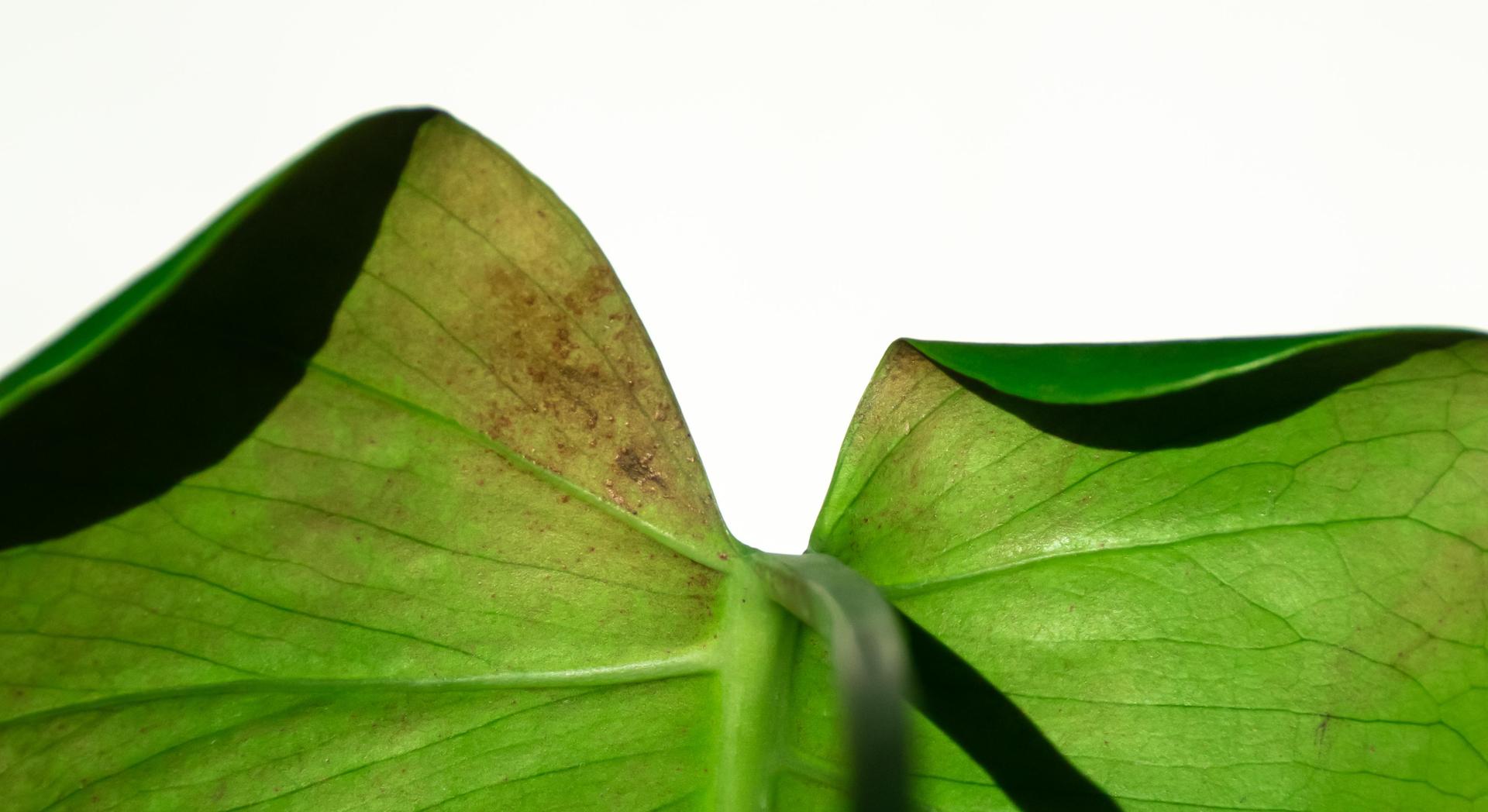 ty plant Hawaiian Ti Plant Extra Large main image 0
