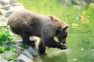 Zoo we Wrocławiu otwarte już w całości. Co można zwiedzić? 